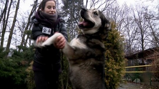 Animalsi i Animalsiki
