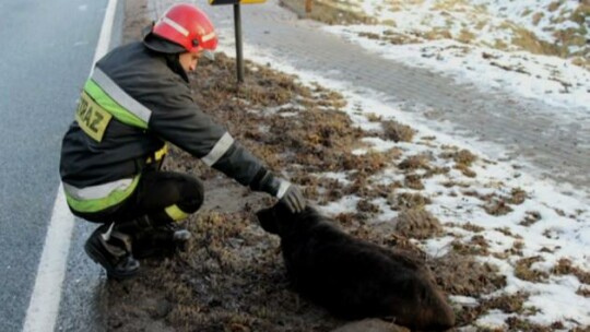 Animalsi i strażacy razem w akcji 