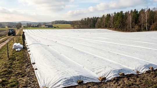 Biała agrowłóknina zimowa: Jak skutecznie chronić rośliny przed mrozem i wysuszającym wiatrem?