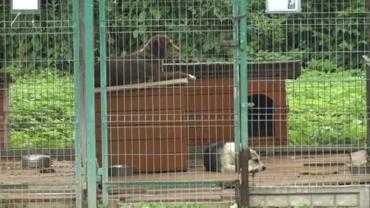 Czworonogi potrzebują pomocy