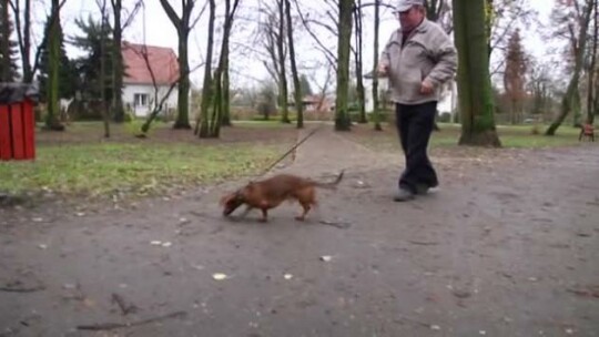 Czy będzie grzebowisko dla zwierząt?