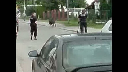 Dzik wyskoczył na miasto
