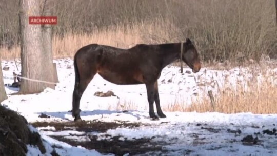 Elbląg. Wiadomości Truso.TV 07.02.2018