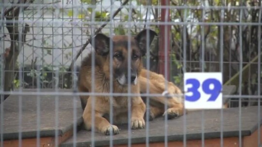 Elbląg. Zimowe potrzeby schroniska dla zwierząt