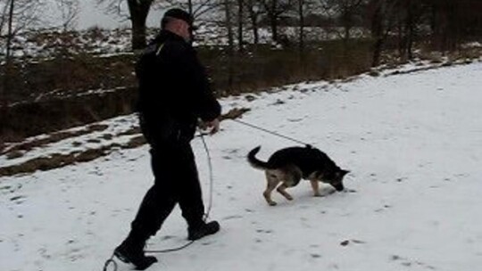 Elbląg/Pasłęk: Włamali się do sklepu. Policyjny pies doprowadził do zatrzymania podejrzanych 
