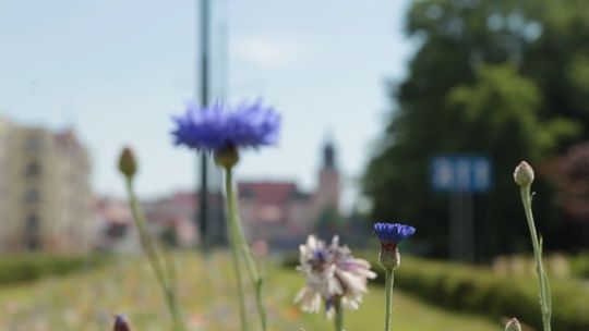 Elbląg.Wiadomości Truso.TV 15.04.2022