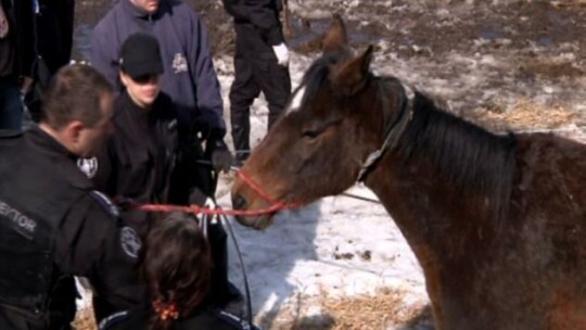 Interwencja Animalsów w Cielętniku pod Braniewem 