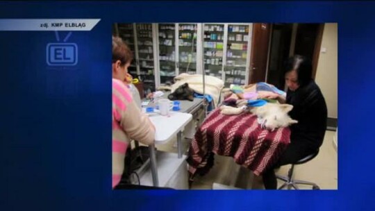 Kat zwierząt w rękach policji