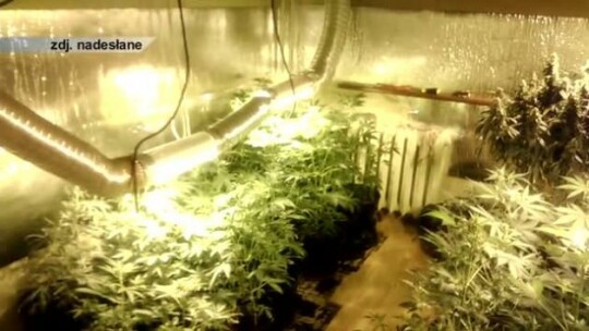 Marihuana prosto z mieszkania