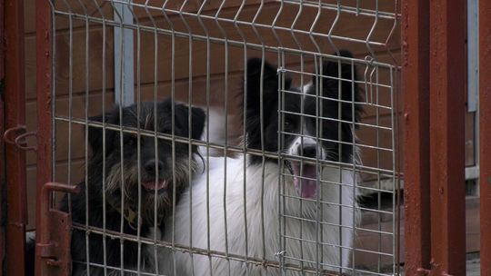 Oddaj elektrośmieci i pomóż schronisku! [VIDEO]