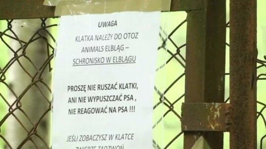 Pieskie życie