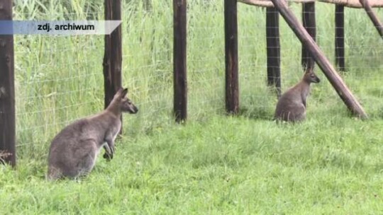 Połasił się na kangury