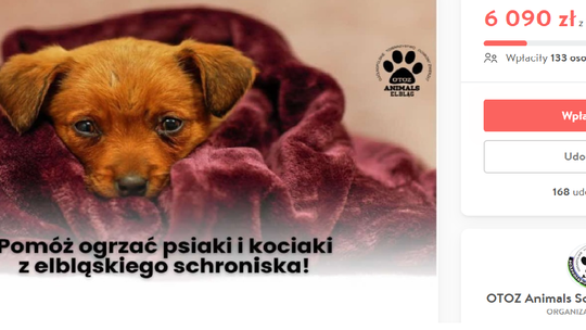 Pomóż ogrzać psy i koty z elbląskiego schroniska. Trwa zbiórka na opał [WIDEO]