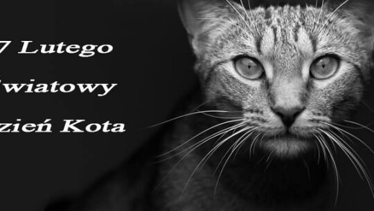  Pora na kota. 17 Lutego Światowym Dniem Kota.