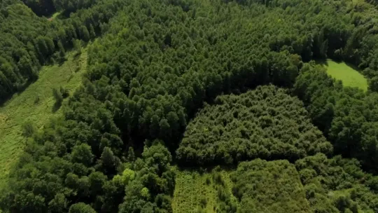 Pracochłonna magia lasu: Jak leśnicy chronią naszą przyrodę w audycji "Wokół Lasu"