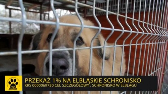 Przekaż swój 1% podatku bezdomnym zwierzętom ze Schroniska w Elblągu