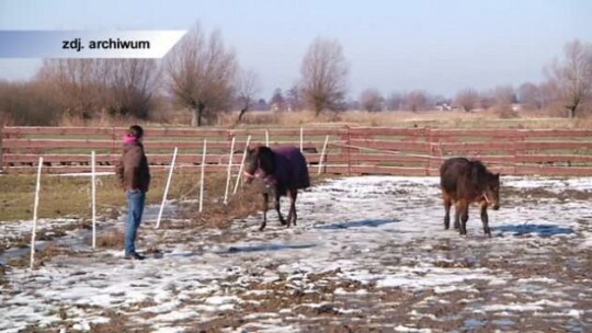 Spędź dzień w towarzystwie koni