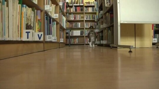 W bibliotece mają kota na punkcie... kota!