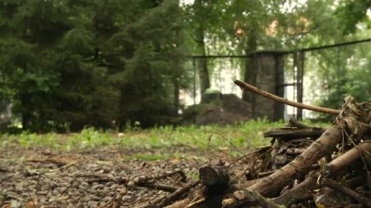 W Elblągu powstanie ptasi ogród 