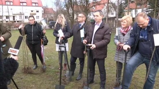 W Elblągu sadzili drzewa