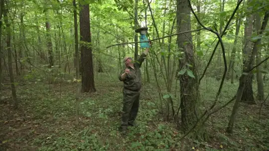 "Wokół lasów": Szkodliwe owady w lesie: walka o przetrwanie drzew.