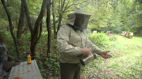 Wokół lasu: Pszczoły - Misja powrotu do lasu