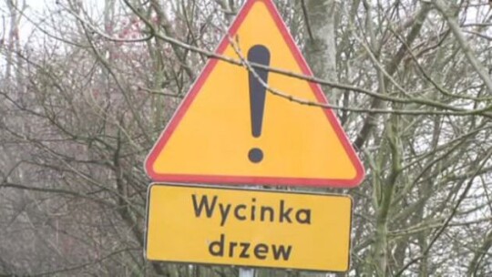 Wycinka drzew 