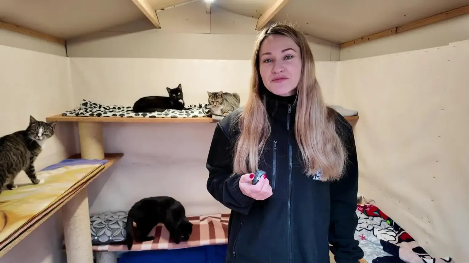 Schronisko w Elblągu otwiera kociarnię dla mieszkańców