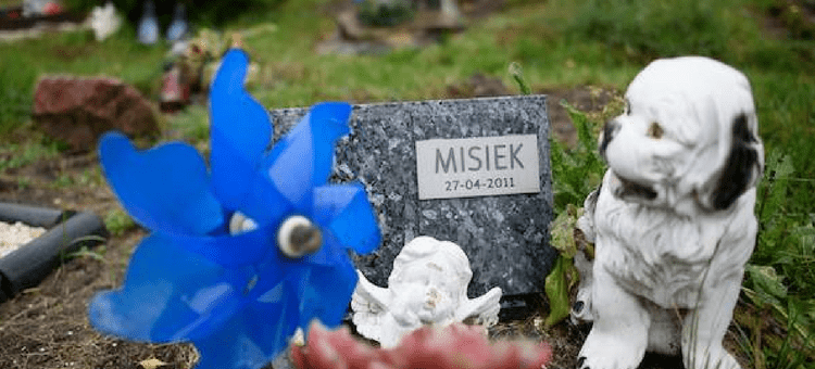 Elbląg dyskutuje. Cmentarz dla zwierząt - ZA czy PRZECIW?