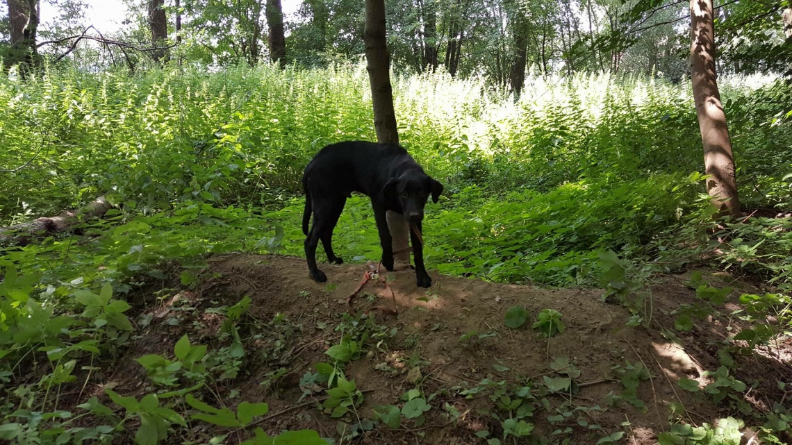 Elbląg: Zarzuty za okrucieństwo wobec zwierząt