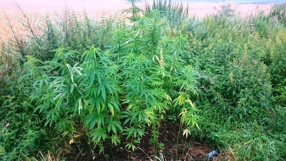 Kolejna plantacja marihuany zlikwidowana