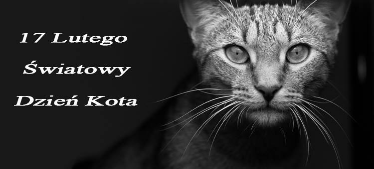  Pora na kota. 17 Lutego Światowym Dniem Kota.