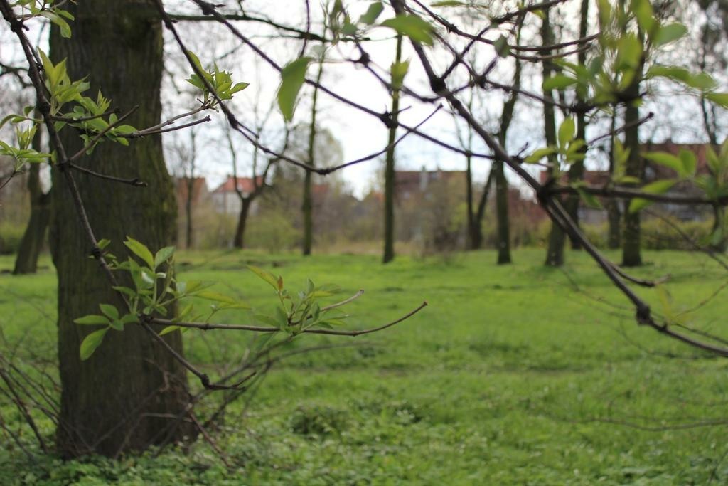 W Braniewie jest park do kupienia 
